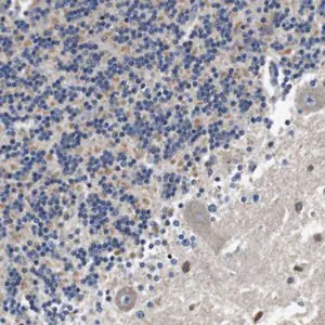 Merck Anti-LRP4 antibody produced in rabbit