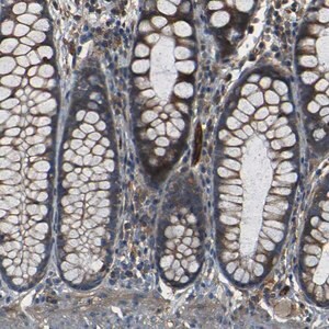 Merck Anti-RELL1 antibody produced in rabbit