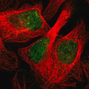 Merck Anti-CBARP antibody produced in rabbit