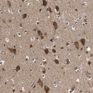 Merck Anti-FAM69A antibody produced in rabbit