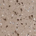 Merck Anti-FAM69A antibody produced in rabbit