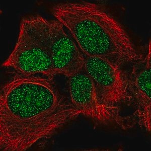 Merck Anti-LRP10 antibody produced in rabbit