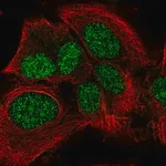 Merck Anti-LRP10 antibody produced in rabbit