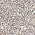 Merck Anti-ZDHHC20 antibody produced in rabbit