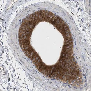Merck Anti-SLC50A1 antibody produced in rabbit