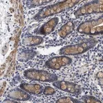 Merck ANTI-ARHGEF26 antibody produced in rabbit