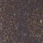 Merck Anti-CCR6 antibody produced in rabbit