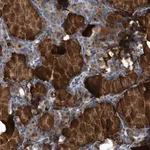 Merck Anti-CNTN6 antibody produced in rabbit