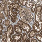 Merck Anti-TMTC1 antibody produced in rabbit