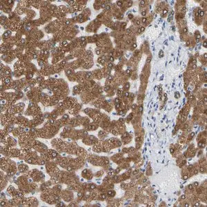 Merck Anti-ERLIN1 antibody produced in rabbit