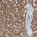 Merck Anti-ERLIN1 antibody produced in rabbit