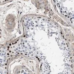 Merck Anti-MAS1L antibody produced in rabbit