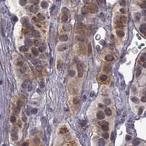 Merck Anti-CHST8 antibody produced in rabbit