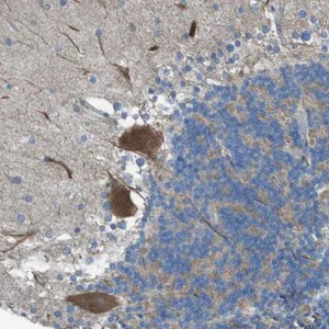 Merck Anti-TMEM41B antibody produced in rabbit