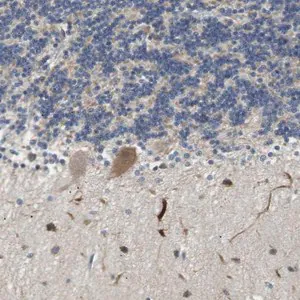 Merck Anti-TMEM200A antibody produced in rabbit