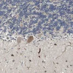 Merck Anti-TMEM200A antibody produced in rabbit