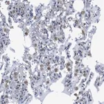 Merck Anti-PDCD1LG2 antibody produced in rabbit