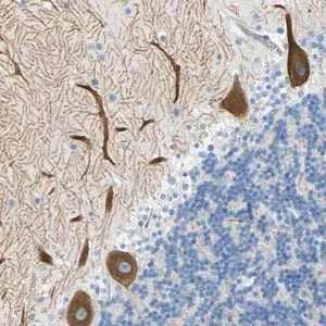Merck Anti-FRMD4B antibody produced in rabbit