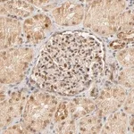 Merck Anti-TAF10 antibody produced in rabbit