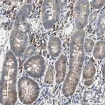 Merck Anti-MPI antibody produced in rabbit