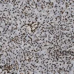 Merck Anti-ZFR antibody produced in rabbit