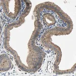 Merck Anti-HILPDA antibody produced in rabbit