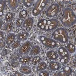 Merck Anti-ARL6IP5 antibody produced in rabbit