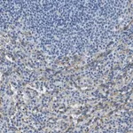 Merck Anti-FCGRT antibody produced in rabbit
