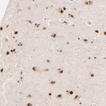 Merck Anti-ZNF670 antibody produced in rabbit