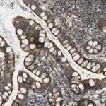 Merck Anti-C21orf91 antibody produced in rabbit