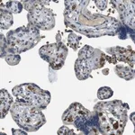 Merck Anti-GYPA antibody produced in rabbit