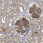 Merck Anti-CBLB antibody produced in rabbit