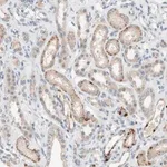 Merck Anti-PEX2 antibody produced in rabbit