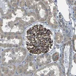 Merck Anti-SLK antibody produced in rabbit