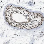 Merck Anti-USP7 antibody produced in rabbit