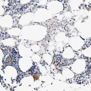 Merck Anti-GP1BA antibody produced in rabbit