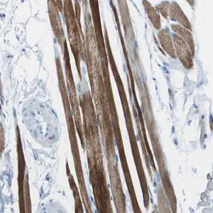 Merck Anti-SLC16A10 antibody produced in rabbit
