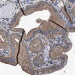 Merck Anti-TMEM261 antibody produced in rabbit