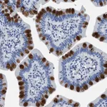 Merck Anti-HABP2 antibody produced in rabbit