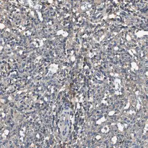 Merck Anti-TNFRSF14 antibody produced in rabbit