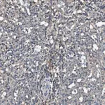 Merck Anti-TNFRSF14 antibody produced in rabbit