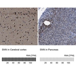 Merck Anti-SNN antibody produced in rabbit