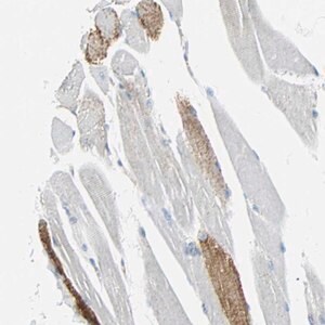 Merck Anti-VPS9D1 antibody produced in rabbit
