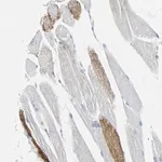 Merck Anti-VPS9D1 antibody produced in rabbit