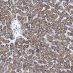Merck Anti-GPR149 antibody produced in rabbit