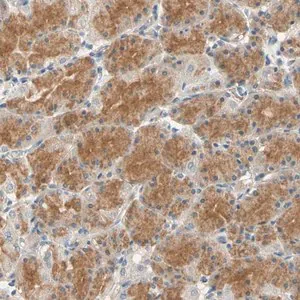Merck Anti-GPR153 antibody produced in rabbit
