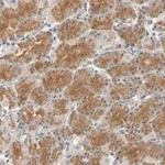 Merck Anti-GPR153 antibody produced in rabbit