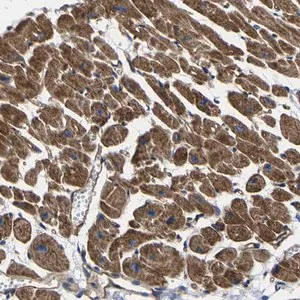 Merck Anti-GPR4 antibody produced in rabbit