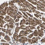 Merck Anti-GPR4 antibody produced in rabbit