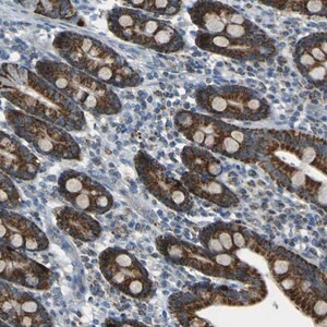 Merck Anti-FKTN antibody produced in rabbit